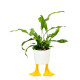 VASO DUCK FEET PICCOLO
