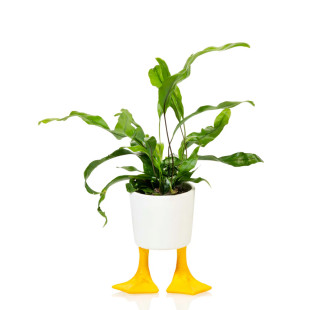 VASO DUCK FEET PICCOLO