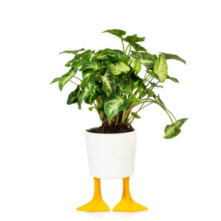 VASO DUCK FEET GRANDE