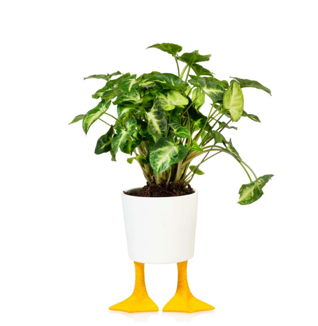 VASO DUCK FEET GRANDE