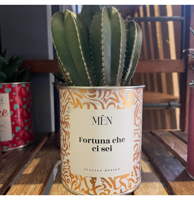 CACTUS MËN "FORTUNA CHE CI SEI"