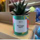CACTUS MËN &quot;OH HAPPY DAYS!&quot;
