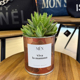 CACTUS MËN "VIA LA MAMMA"