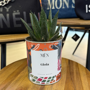 CACTUS MËN "GIOIA"