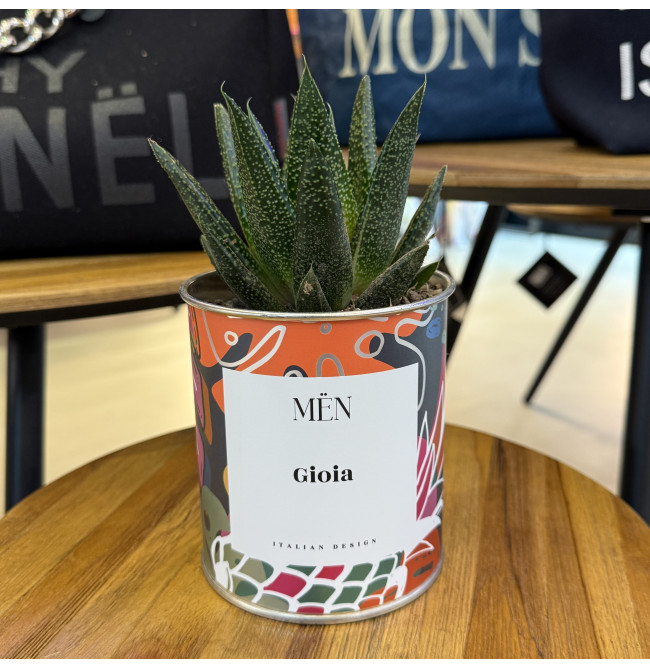 CACTUS MËN "GIOIA"