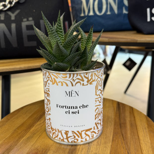 CACTUS MËN "FORTUNA CHE CI SEI"