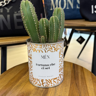 CACTUS MËN "FORTUNA CHE CI SEI"