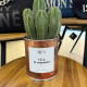 CACTUS MËN &quot;VIA LA MAMMA&quot;