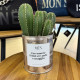 CACTUS MËN &quot;PER ESSERE FELICI CI VUOLE CORAGGIO&quot;