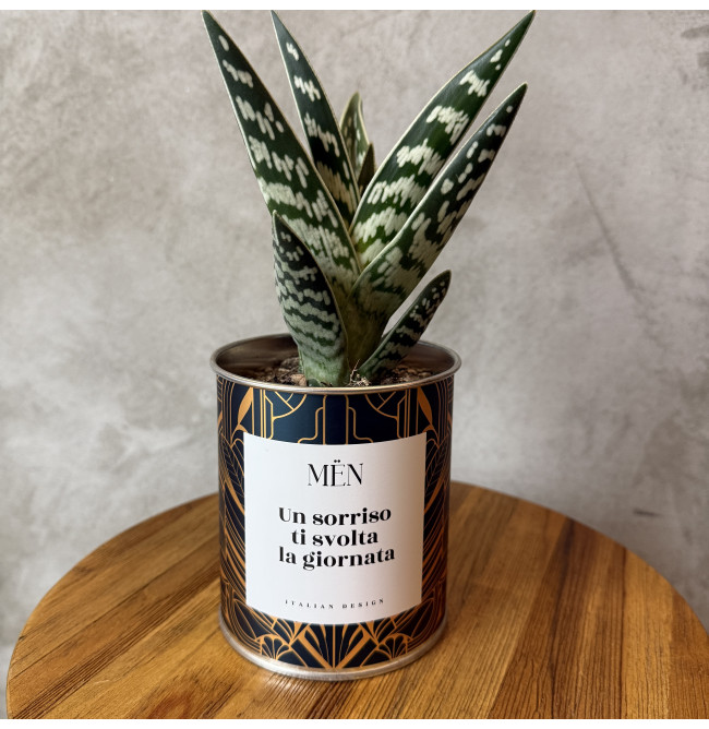 CACTUS MËN "UN SORRISO TI SVOLTA LA GIORNATA"