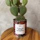 CACTUS MËN &quot;VIVI LA VITA CHE HAI IMMAGINATO&quot;