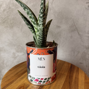 CACTUS MËN "GIOIA"