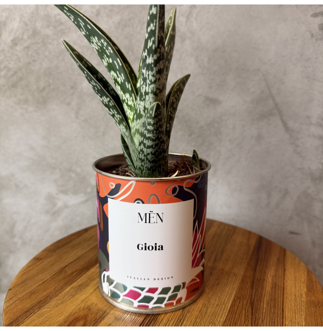 CACTUS MËN "GIOIA"