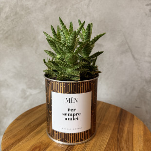CACTUS MËN "PER SEMPRE AMICI"