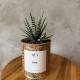 CACTUS MËN &quot;OSA&quot;