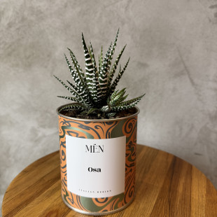 CACTUS MËN "OSA"