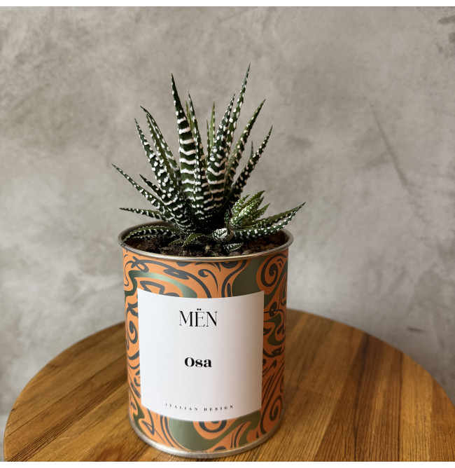 CACTUS MËN "OSA"