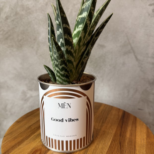 CACTUS MËN "GOOD VIBES"