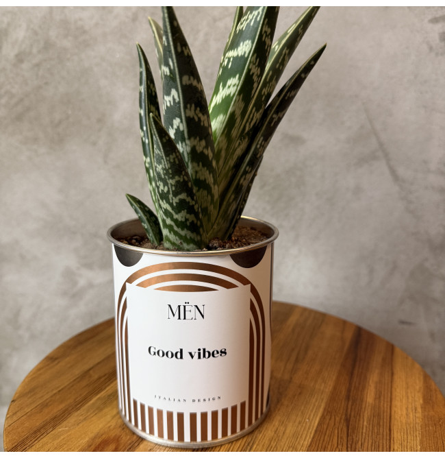 CACTUS MËN "GOOD VIBES"