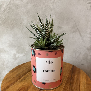 CACTUS MËN "FORTUNA CHE CI SEI"