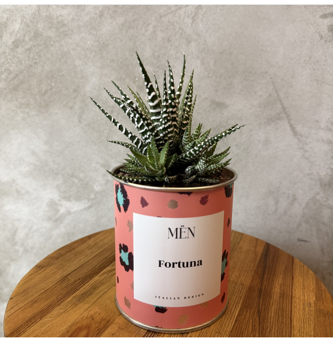 CACTUS MËN "FORTUNA CHE CI SEI"