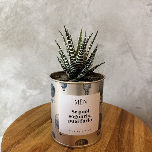 CACTUS MËN "SE PUOI SOGNARLO, PUOI FARLO"