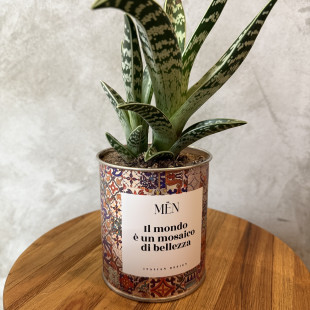 CACTUS MËN "IL MONDO E' UN MOSAICO DI BELLEZZA"
