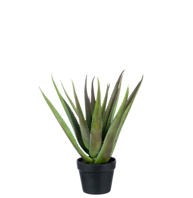 ALOE VERA + VASO NERO