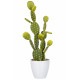 CACTUS FICO VASO BIANCO