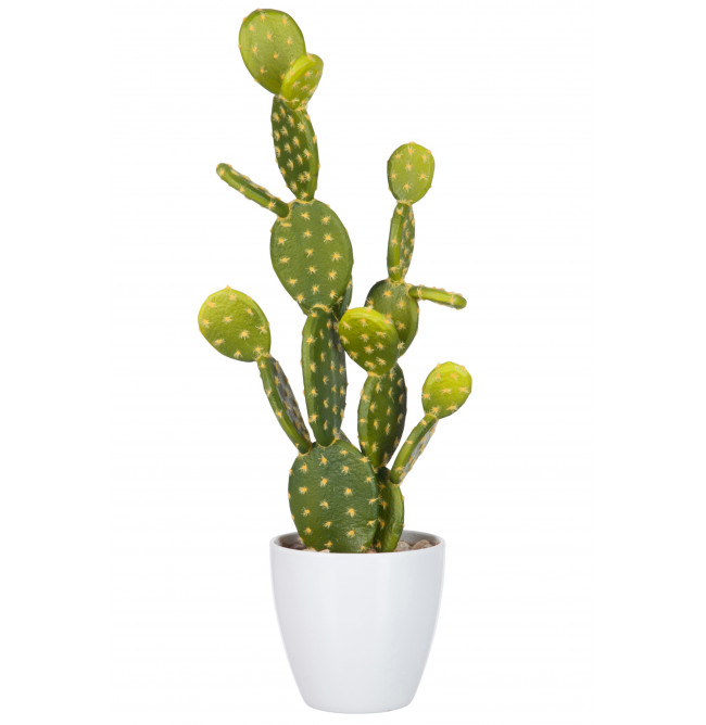 CACTUS FICO VASO BIANCO