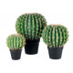 CACTUS PALLA PICCOLO + VASO NERO