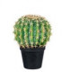 CACTUS PALLA PICCOLO + VASO NERO