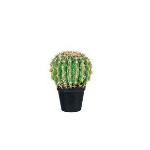 CACTUS PALLA PICCOLO + VASO NERO