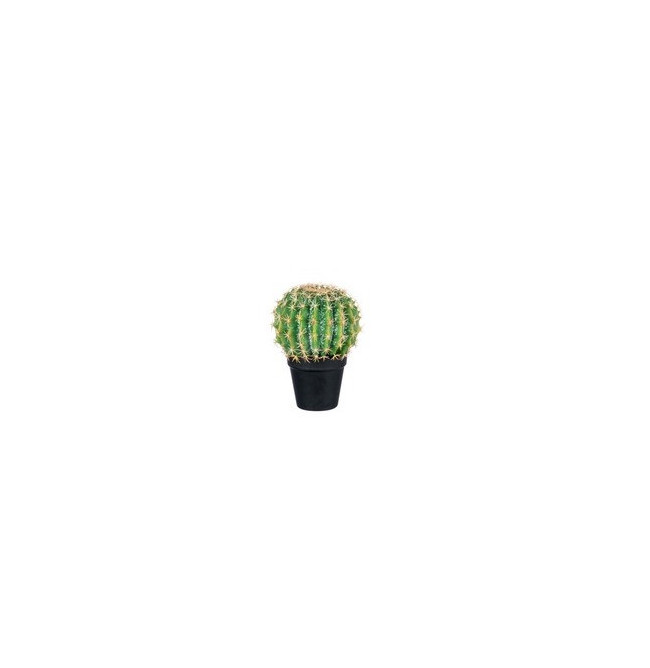 CACTUS PALLA PICCOLO + VASO NERO