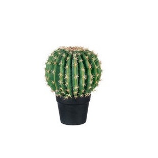 CACTUS PALLA MEDIO + VASO NERO