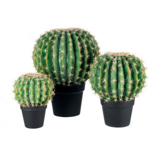 CACTUS PALLA MEDIO + VASO NERO