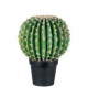 CACTUS PALLA GRANDE + VASO NERO