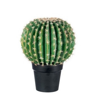 CACTUS PALLA GRANDE + VASO NERO
