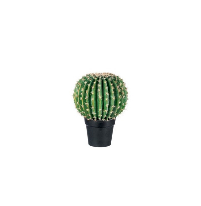 CACTUS PALLA GRANDE + VASO NERO