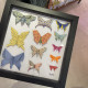 &quot;VIENI A VEDERE LA MIA COLLEZIONE DI FARFALLE&quot;