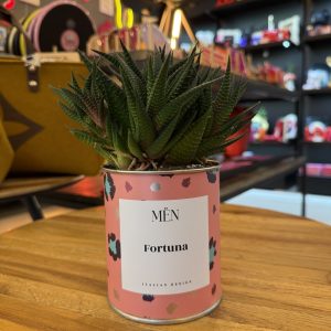 CACTUS MËN "FORTUNA"