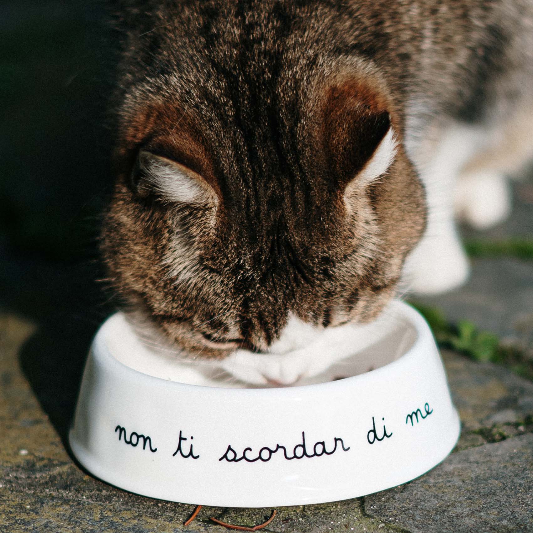 CIOTOLA PER ANIMALI "NON TI SCORDAR DI ME" MISURA S - immagine 2
